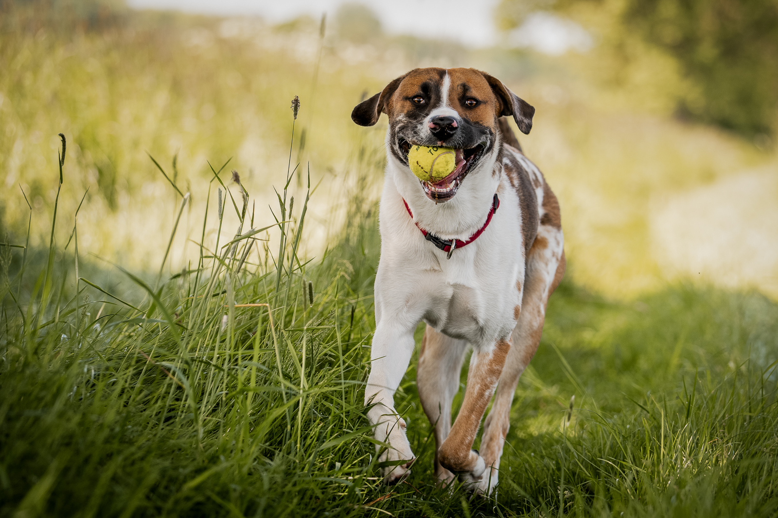 Hund rennt mit Ball im Maul